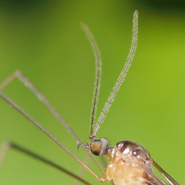 ガガンボの1種 4946 : 小さき者たちの世界