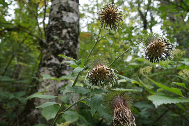 花と きのこの三瓶山①_f0214649_4484662.jpg