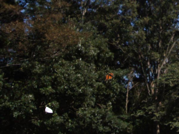 c0045352_19382971.jpg