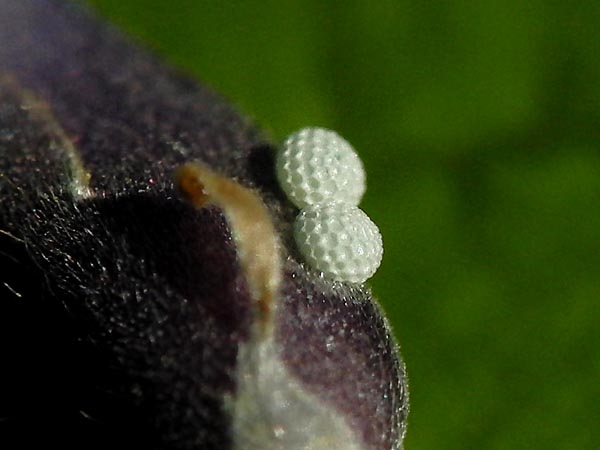 c0045352_1939837.jpg