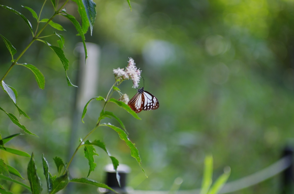 旅する蝶アサギマダラ2012_a0009554_1932920.jpg