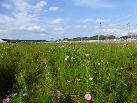 季節の花を求めて～～！！_d0082763_17221931.jpg