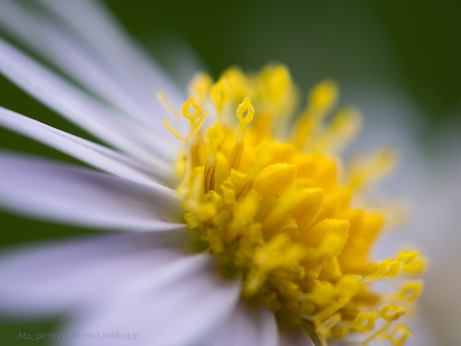 MZD 60mm F2.8 Macro を使って *3_e0097970_9291877.jpg