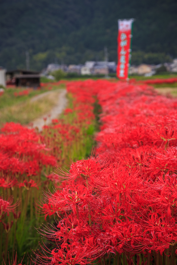 曼珠沙華！　亀岡穴太寺周辺_b0128581_21465669.jpg