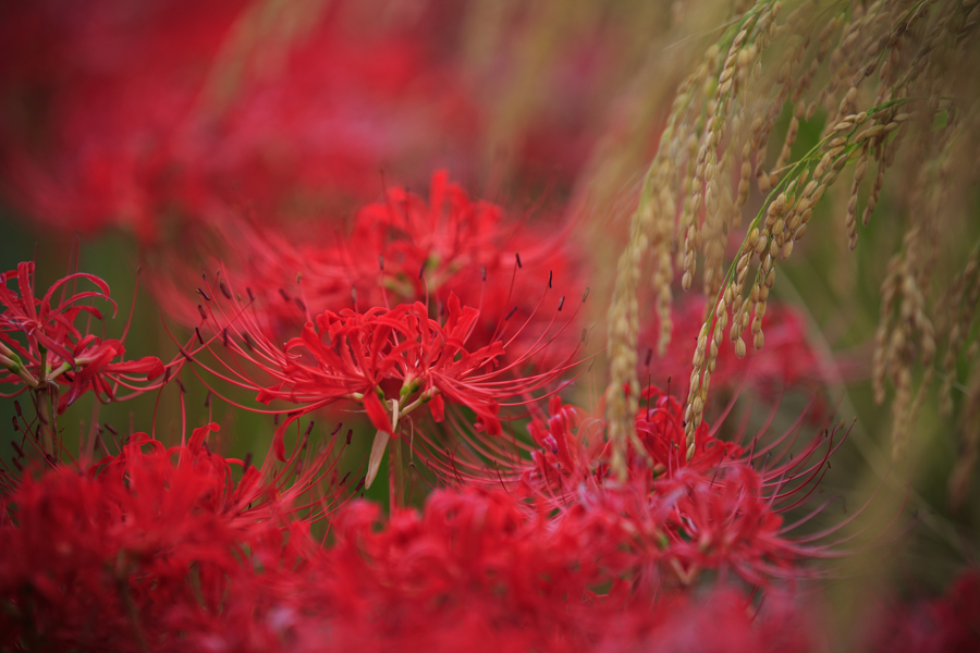 曼珠沙華！　亀岡穴太寺周辺_b0128581_2147477.jpg