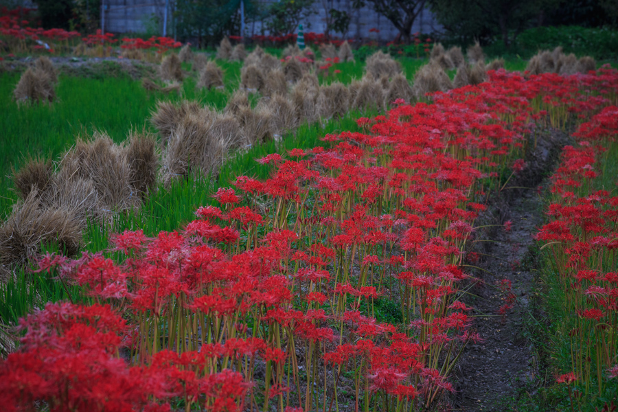 曼珠沙華！　亀岡穴太寺周辺_b0128581_21481835.jpg