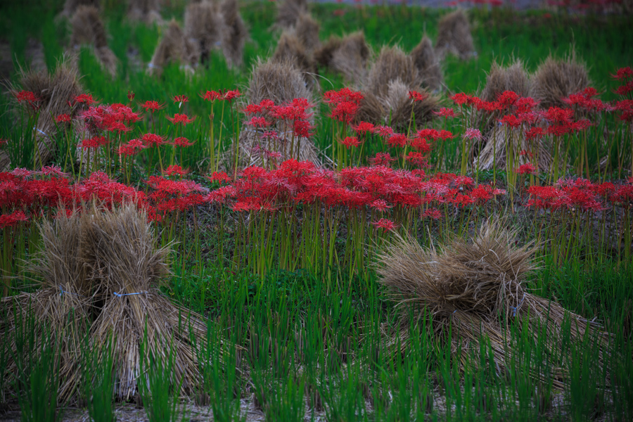 曼珠沙華！　亀岡穴太寺周辺_b0128581_21485100.jpg