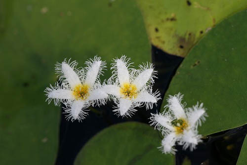 水生植物の色々（武蔵丘陵森林公園-3）_f0030085_2144798.jpg