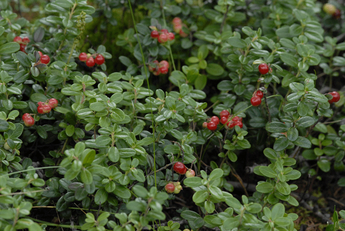 赤い実熟れて　＜苔桃＞_e0248688_4593024.gif