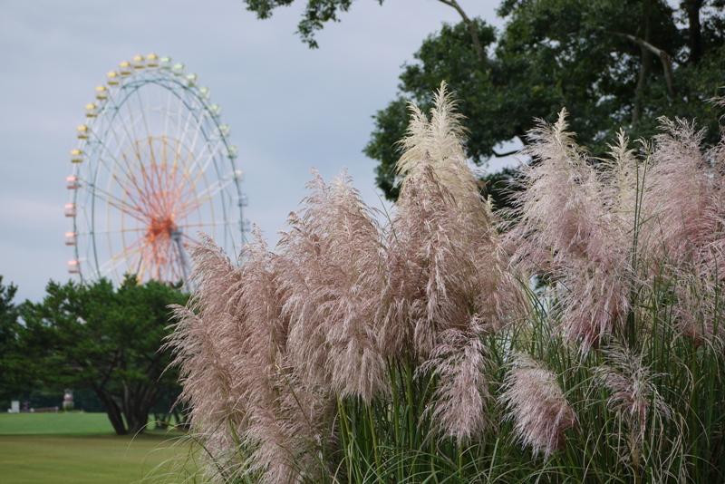 国営ひたち海浜公園_a0127090_21195367.jpg