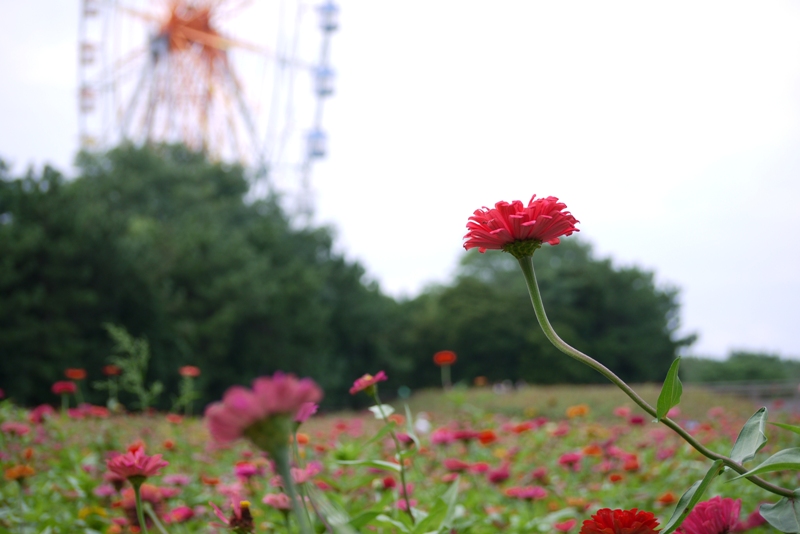 国営ひたち海浜公園_a0127090_21252955.jpg