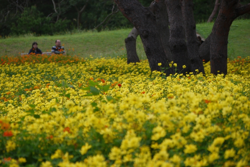 国営ひたち海浜公園_a0127090_2127517.jpg