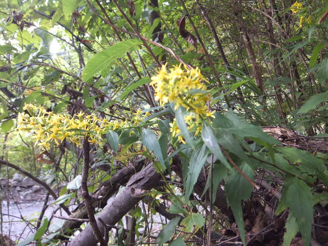 古代東山道の花と暮白の滝_a0271502_1345154.jpg