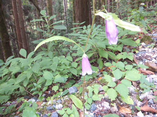 古代東山道の花と暮白の滝_a0271502_1354692.jpg