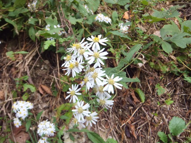 古代東山道の花と暮白の滝_a0271502_13571799.jpg