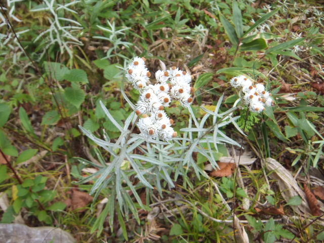 古代東山道の花と暮白の滝_a0271502_1405679.jpg