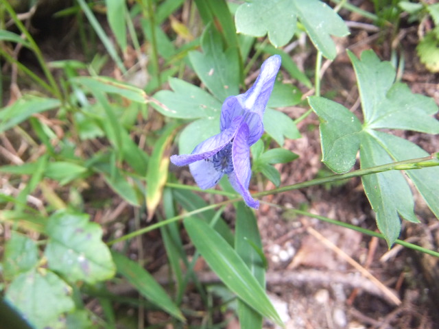 古代東山道の花と暮白の滝_a0271502_1492866.jpg