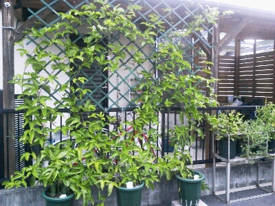 c0207810_2291263.jpg