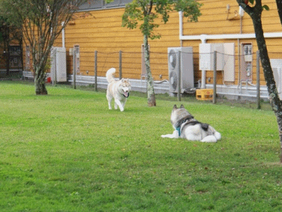 b0207615_2217385.gif
