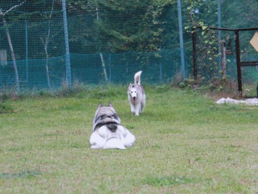 b0207615_22183543.gif