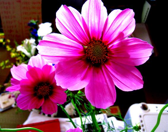 d0053616_1711351.jpg