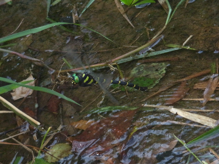 f0103126_2313176.jpg