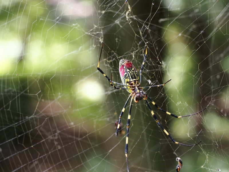 「M.ZUIKO DIGITAL ED 60mm F2.8 Macro」 作例４_d0266327_10183388.jpg