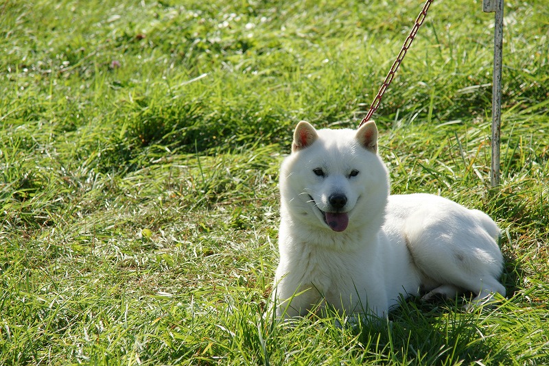 北海道犬展覧会in恵庭 うーたん Marco Mode 北海道犬展覧会in恵庭 うーたん Marco Mode