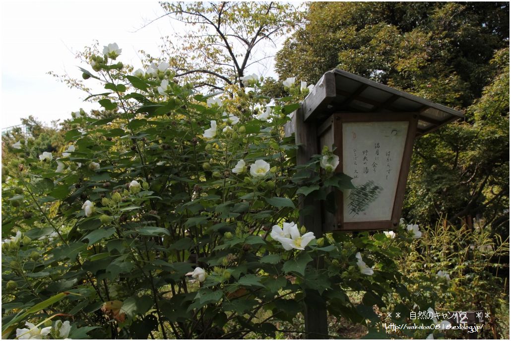 向島百花園の萩_e0052135_2232792.jpg