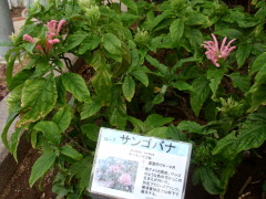 c0097838_17525084.jpg