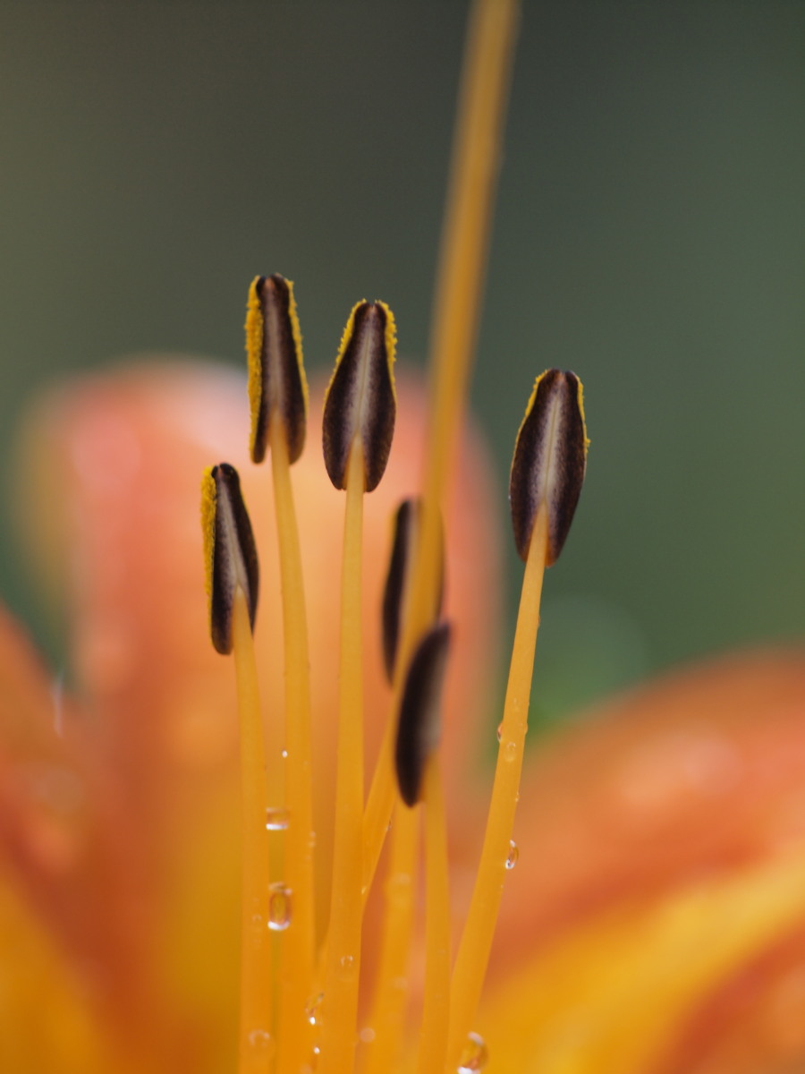 赤塚植物園-2　　　132）_c0068050_2116862.jpg