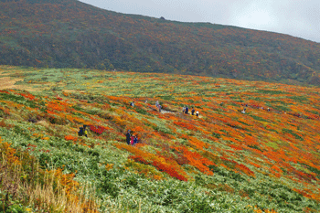 栗駒山の紅葉狩り（2012.10.7）_a0044453_11494494.gif