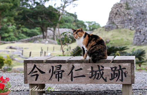 今帰仁（なきじん）城跡☆_e0124153_21494535.jpg