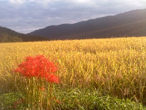 田んぼの黄色　と　彼岸花の赤_d0252957_046144.jpg