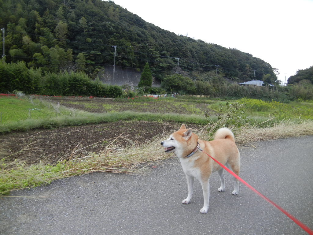 ’12,10,9(火)深まりゆく秋!_f0060461_15191841.jpg