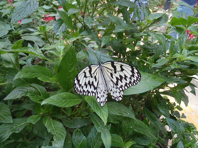 b0044663_2040910.jpg