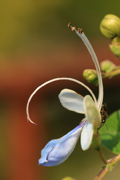 植え替え時期_e0128863_16363297.jpg