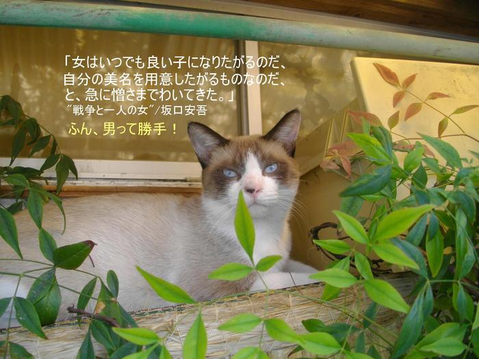 猫の遺伝子の謎_e0265768_19212258.jpg