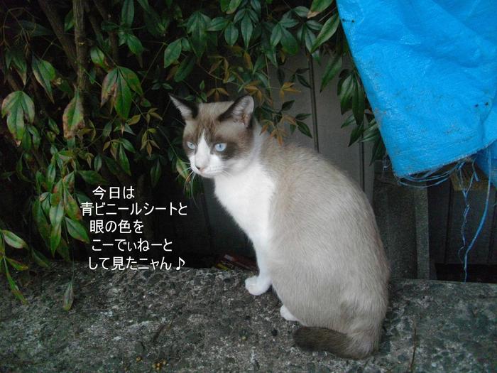 猫の遺伝子の謎_e0265768_19212997.jpg