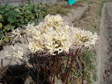 曼珠沙華_e0175370_19423146.jpg