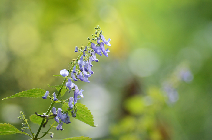 花野の合わせ鏡  ☆・*:..。o○☆*゜¨゜_c0204971_20501138.jpg