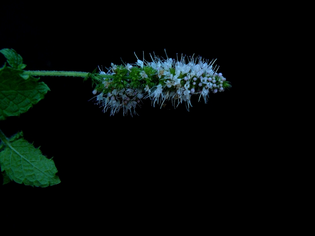 猫の尻尾・・・「マルバハッカ」　花穂_d0019074_1719825.jpg