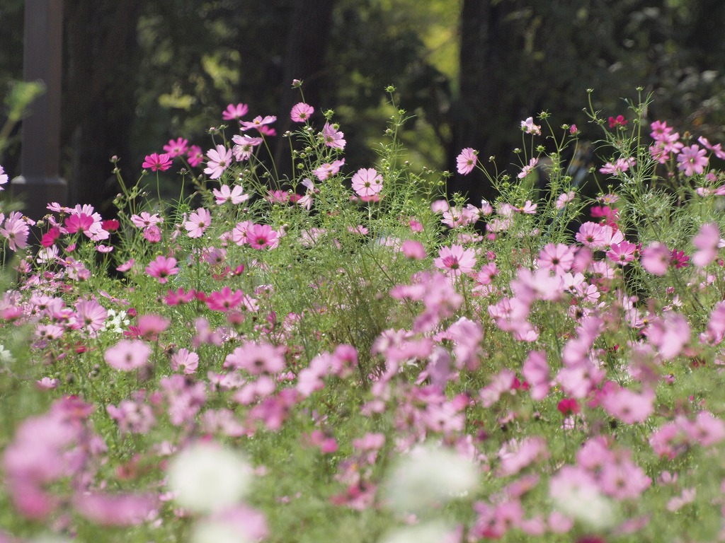 『秋の花風景を楽しんで・・・・・』_d0054276_20275945.jpg