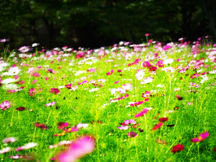 野川自然観察園～秋のお花たちvol.2～_a0161380_114465.jpg