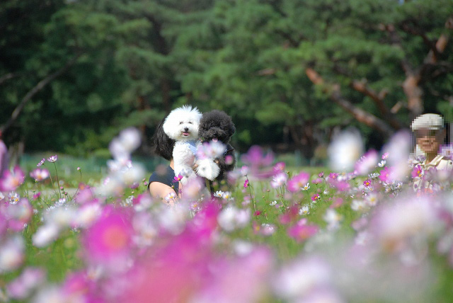 ひたち海浜公園もぐみるく～コスモス編2012～_d0113080_18181340.jpg