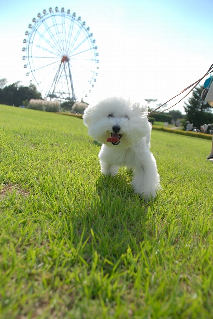 ひたち海浜公園もぐみるく～コスモス編2012～_d0113080_18493262.jpg