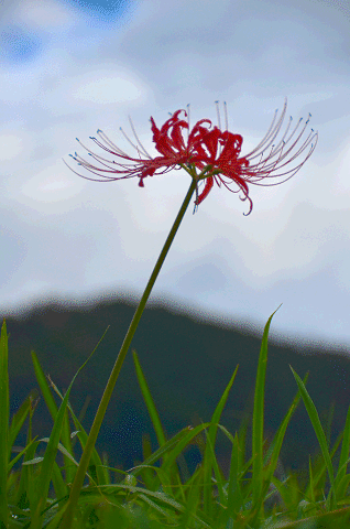a0275782_815476.gif