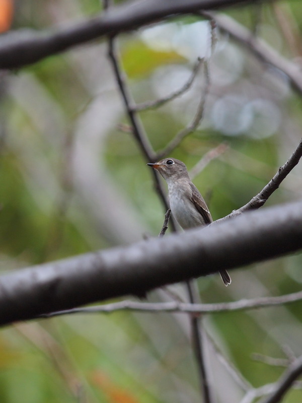 都市公園のヒタキの仲間 コーヒー党の野鳥観察 都市公園のヒタキの仲間 コーヒー党の野鳥観察
