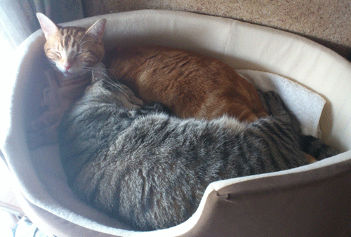 c0193788_7134720.gif