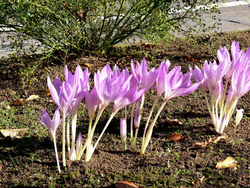 イヌサフラン Ⅱ 筑波山が見える町